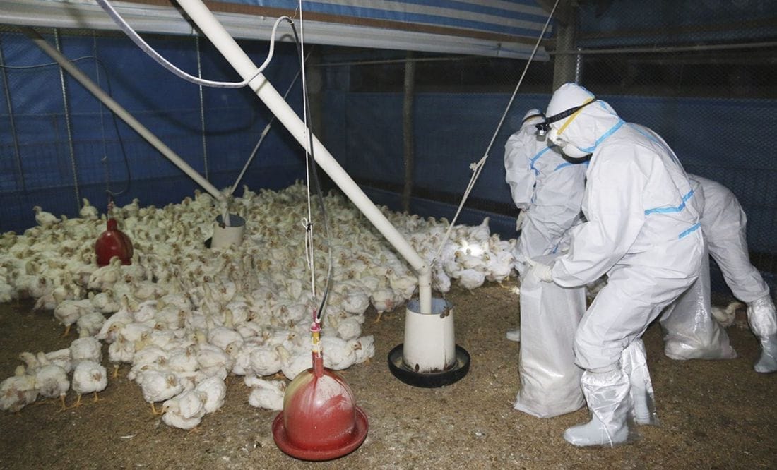 nxnoticias.com-ponen-en-marcha-mecanismo-para-proteger-a-aves-de-contagios-de-gripe-aviar