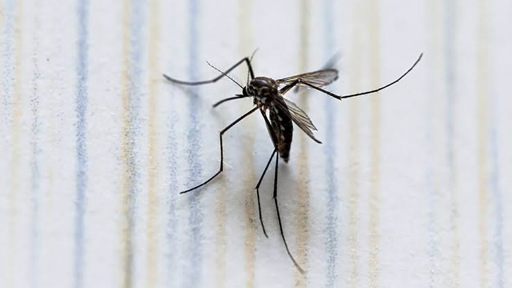 nxnoticias.com-alertan-por-incremento-de-casos-de-dengue-en-morelos