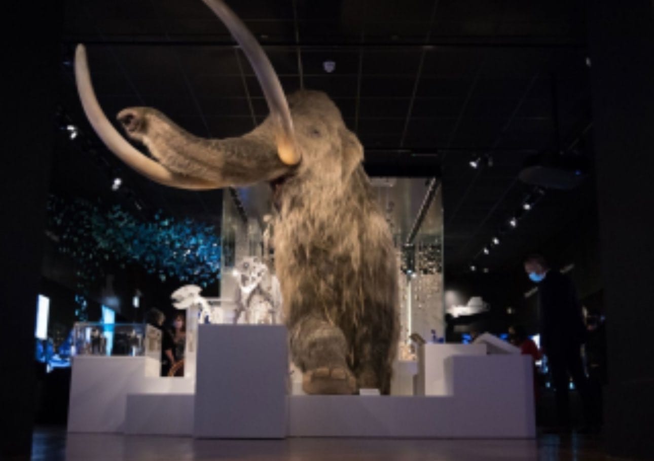 nxnoticias.com-vendria-en-2028-la-desextincion-del-mamut