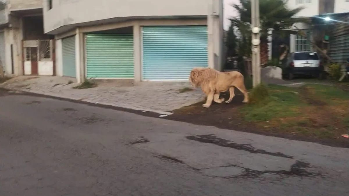 nxnoticias.com-captan-a-leon-paseando-por-calles-de-ocoyoacac